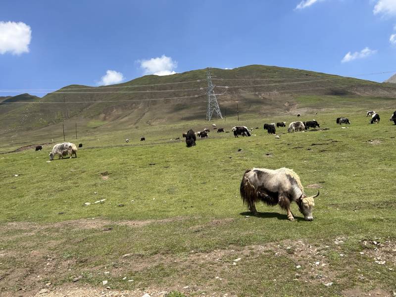 敦煌租車時(shí)帶駕和自駕區(qū)別在哪?