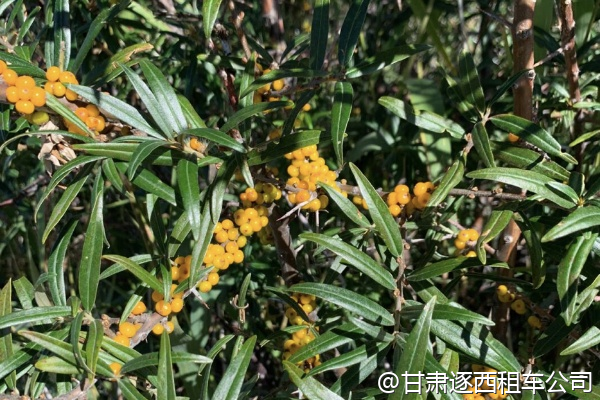 我們帶兩個孩子，包車能提供兒童安全座椅嗎？  