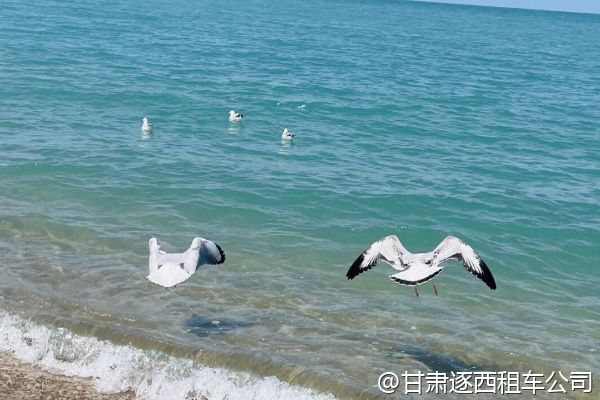 蘭州中川機(jī)場有包車服務(wù)柜臺嗎？還是必須提前網(wǎng)上預(yù)訂？  